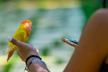 Tropical Bird on Finger