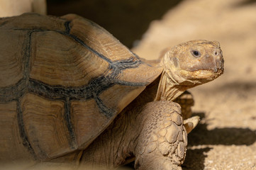 Tortoise