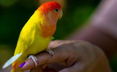 Tropical Bird