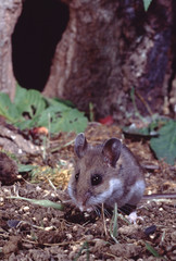 Deer Mouse (Peromyscus Maniculatus)