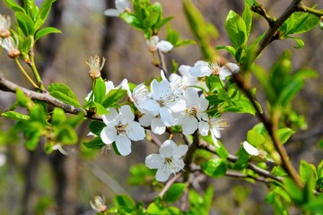 Blooming apple tree in spring time. White flowers on the tree branch. Apple tree blossom close up
