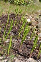 Blooming lily of the valley - Convallaria majalis before blooming in the spring garden.  Convallaria majalis leaves