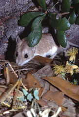 Northern Grasshopper Mouse (Onychomys Leucogaster)