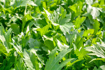 Fresh green foliage grass in the meadow with Shallow Dof