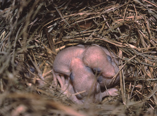 Northern Grasshopper Mouse babies in nest (Onychomys Leucogaster)