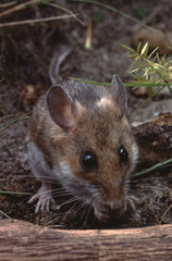 White-Footed Mouse (Peromyscus Leucopus)