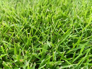 green grass with water drops
