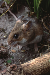 Naklejka na ściany i meble White-Footed Mouse (Peromyscus Leucopus)