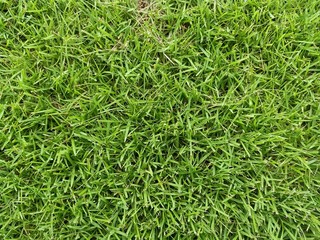 background of green grass