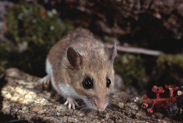 White-Footed Mouse (Peromyscus Leucopus)