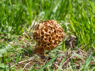 Morel Fungi in the Grass