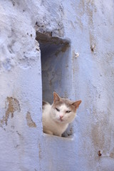 un chat dans la Médina