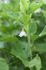 Winter cherry flowers (Physails alkekengi)