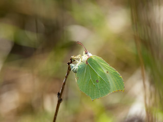 Brimstone butterfly ( Gonepteryx rhamni ) laying an egg