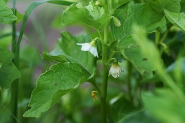 Winter cherry flowers (Physails alkekengi)