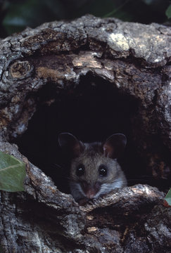 White-Footed Mouse (Peromyscus Leucopus)