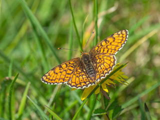 Glanville Fritillary (Melitaea cinxia ) butterfly on a dandelion.