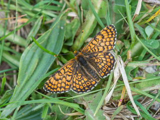 Glanville Fritillary (Melitaea cinxia ) butterfly. Hutchinson's Bank, Surrey