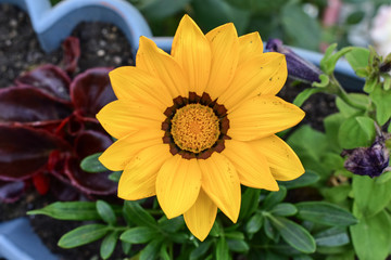 yellow flower. spring background. flower background