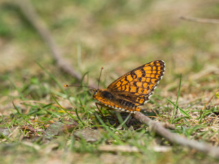 Obraz premium Glanville Fritillary (Melitaea cinxia ) butterfly. Hutchinson's Bank, Surrey