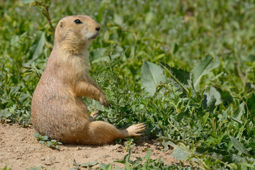 Naklejka na ściany i meble Black-tailed prairie dog sitting with hind legs stretched out and forearms raised near patch of luxurious green vegetation for food
