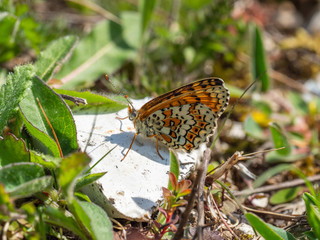 Obraz premium Glanville Fritillary (Melitaea cinxia ) butterfly. Hutchinson's Bank, Surrey