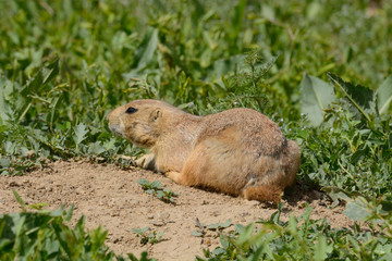 Naklejka na ściany i meble Hungry wild prairie dog in middle of luxurious field of springtime of green vegetation