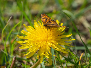 Glanville Fritillary (Melitaea cinxia ) butterfly on a dandelion.