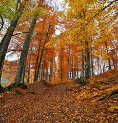 a road through forest trees yellowed