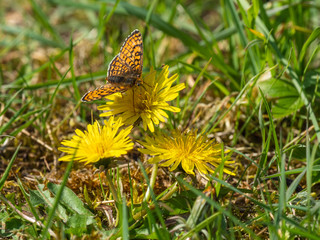 Glanville Fritillary (Melitaea cinxia ) butterfly on a dandelion.