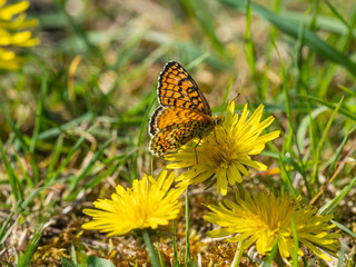 Glanville Fritillary (Melitaea cinxia ) butterfly on a dandelion.