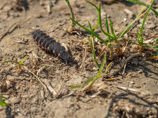 Glow worm larva