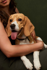 Beautiful Beagle dog portrait on dark background with copy space, close-up
