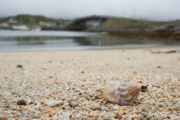 shell on the beach