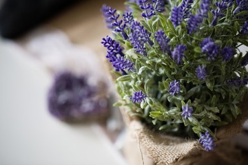 Fototapeta premium Lavender & Amethyst