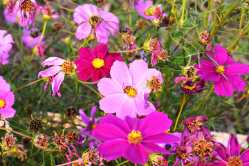 flowers in garden