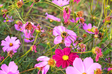 flowers in the garden