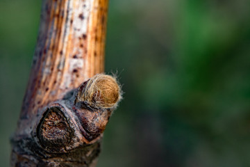 vineyard buds close up , spring time