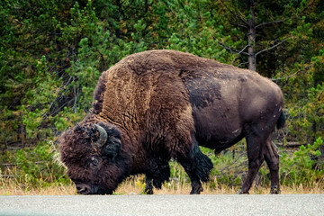 Bison near the road in Yellowstone National Park