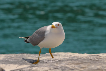 wildlife