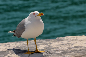 seagull