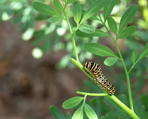 Macro of a young Black Swallowtail Caterpillar munching away on a rue plant.  Common rue is the larvae food source for the black swallowtail butterfly.