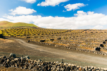 Terraced vineyard with walls made from lavarock in Lanzarote