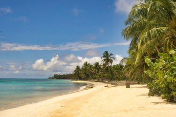 Curved beach shore with lots of vegetation and crystal clear water curved by a blue sky