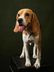 Cute Beagle dog portrait on dark background with copy space, close-up