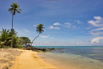 large coconut palms on the beach in summer