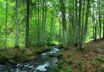 Obraz premium a mountain stream among green trees