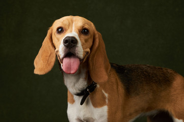 Beagle dog portrait on dark background with copy space, close-up