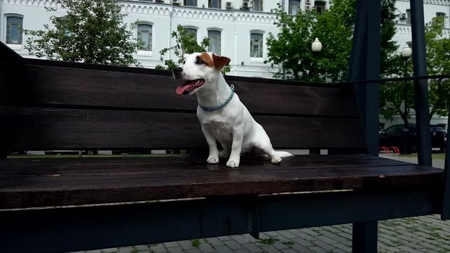 Dog Enjoying The Park In A Swing