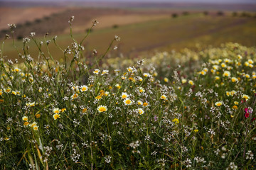 Landscapes in the Moroccan countryside on the road to Meknes